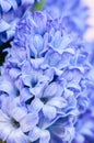 Beautiful violet hyacinth flowers bouquet on a pink background. Royalty Free Stock Photo