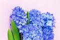 Beautiful violet hyacinth flowers bouquet on a pink background. Royalty Free Stock Photo