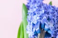 Beautiful violet hyacinth flowers bouquet on a pink background. Royalty Free Stock Photo