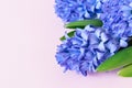 Beautiful violet hyacinth flowers bouquet on a pink background. Royalty Free Stock Photo