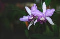 Beautiful violet hybrid Cattleya flower orchid Royalty Free Stock Photo