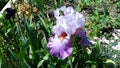 Beautiful violet iris flower is blooming in the garden Royalty Free Stock Photo