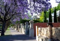 Beautiful violet jacaranda in bloom trees in South Australia. Purple bloom for spring or summer background. Romantic style. Royalty Free Stock Photo