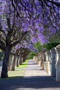 Beautiful violet jacaranda trees in South Australia. Purple bloom for spring or summer background. Romantic style. Royalty Free Stock Photo