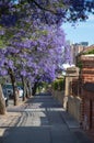 Beautiful violet jacaranda trees in South Australia. Purple bloom for spring or summer background. Romantic style Royalty Free Stock Photo