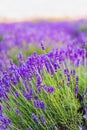 Beautiful Violet Lavender Field Agriculture