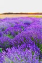 Beautiful Violet Lavender Field Agriculture