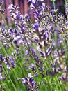 Beautiful violet lavender flower buds and stems close up on the green background Royalty Free Stock Photo