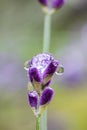 Beautiful violet lavender flower close up with drop of rain water in blurred green background Royalty Free Stock Photo