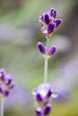 Beautiful violet lavender flower close up with drop of rain water in blurred green background Royalty Free Stock Photo