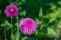 Beautiful violet-lilac dahlia flowers in the garden under the morning sun Royalty Free Stock Photo