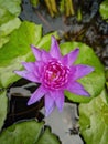 A beautiful violet lotus flower blooming over the water in lotus pot.