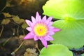 Violet lotus flower closeup Royalty Free Stock Photo