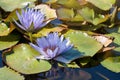 Beautiful violet lotus flowers or water lily with green leaf in the pond. Botanical garden of Porto, Portugal