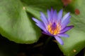 Beautiful violet lotus.