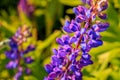 Beautiful violet lupine flower at sunset in summer time. small deps of field Royalty Free Stock Photo