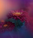 Beautiful Violet Nature Background.Abstract Wallpaper.Colorful Red Chrysanthemum Flowers.Celebration,love.Holidays,daisy. Royalty Free Stock Photo