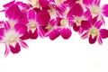 Beautiful violet orchid background