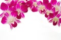 Beautiful violet orchid border isolate
