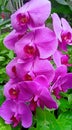 beautiful violet Orchid at garden