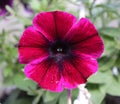 Beautiful violet petunia