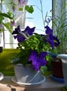 Beautiful violet petunia flowers grow in white pot in small urban garden on the balcony Royalty Free Stock Photo