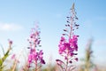 Fireweed close-up Royalty Free Stock Photo