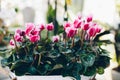 Beautiful violet pink cyclamen