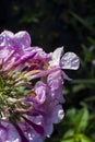 Beautiful violet-pink flowers in drops after rain on a dark natural background. Close-up Royalty Free Stock Photo