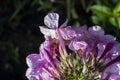 Beautiful violet-pink flowers in drops after rain on a dark natural background. Close-up Royalty Free Stock Photo