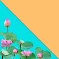 Beautiful violet pink water lily pattern for nature concept,Lotus flower and green leaves in pond isolated on orange blue Royalty Free Stock Photo