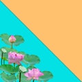 Beautiful violet pink water lily pattern for nature concept,Lotus flower and green leaves in pond isolated on orange blue Royalty Free Stock Photo