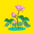 Beautiful violet pink water lily pattern for nature concept,Lotus flower and green leaves in pond isolated on yellow background Royalty Free Stock Photo