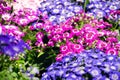 Beautiful Violet Pink And White Cinerarias Royalty Free Stock Photo