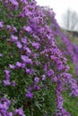 Beautiful violet primula fence along the road