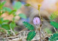 Beautiful violet/purple flowers mimosa pudica sensitive plant, Touch-Me-Not plant in morning mist. sleepy plant or shy plant. Royalty Free Stock Photo