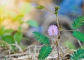 Beautiful violet/purple flowers mimosa pudica sensitive plant, Touch-Me-Not plant in morning mist. sleepy plant or shy plant. Royalty Free Stock Photo