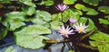 Beautiful violet or purple lotus blooming  and growing with green leaves in water garden Royalty Free Stock Photo