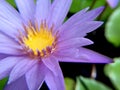 Beautiful violet or purple lotus flower with water droplets on the petals is complimented by the rich colors of the deep blue Royalty Free Stock Photo