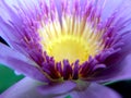 Beautiful violet or purple lotus flower with water droplets on the petals is complimented by the rich colors of the deep blue Royalty Free Stock Photo