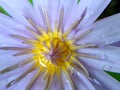 Beautiful violet or purple lotus flower with water droplets on the petals is complimented by the rich colors of the deep blue Royalty Free Stock Photo