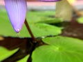 Beautiful violet or purple lotus flower with water droplets on the petals is complimented by the rich colors of the deep blue Royalty Free Stock Photo