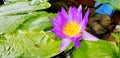 Beautiful Violet or purple lotus growth and blooming with green leaves on water for background. Royalty Free Stock Photo