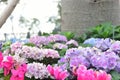 Beautiful Purple Hydrangea Flowers in the Garden