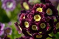 Beautiful violet and purple primula pubescens flowers in summer sunshine Royalty Free Stock Photo