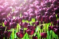 Beautiful violet or purple tulips on spring garden. Field of blooming purple tulips. Vibrant purple tulips in spring day. Best tu Royalty Free Stock Photo