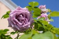 Beautiful violet rose flower blooming against blue sky, closeup. Space for text Royalty Free Stock Photo