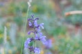 Beautiful violet Salvia flowers in the garden field with blurred background