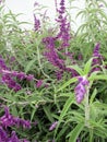 Beautiful violet salvias in the garden in spring Royalty Free Stock Photo