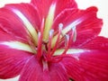 Beautiful red amaryllis in the garden in spring Royalty Free Stock Photo